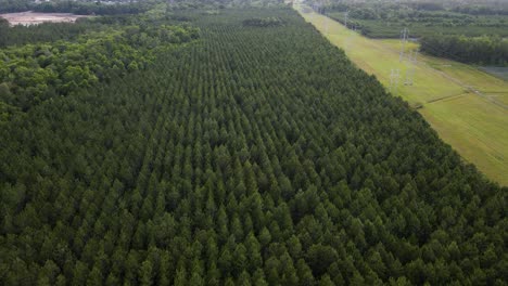 vista aérea sobre líneas estrechas y forestales, en el soleado norte de florida - dando vueltas, disparo de drones