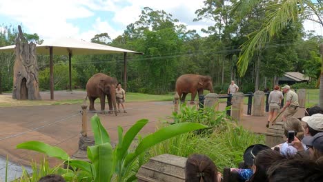 elefante y entrenadores interactuando para la audiencia