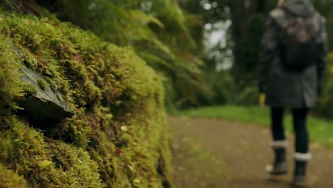 Warm-dressed-female-hiker-walks-away-on-parkland-conifer-hedge-pathway