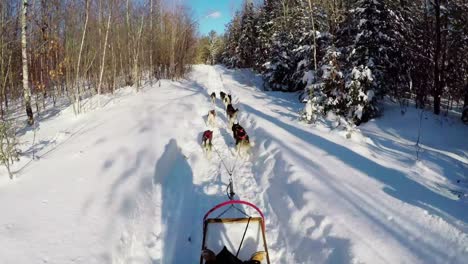 musher riding sleigh