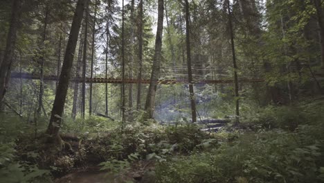 wooden bridge in a lush forest