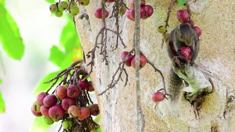 Pallas-Eichhörnchen-Oder-Das-Rotbauchhörnchen,-Das-Beim-Essen-Einer-Frucht-Auf-Einem-Ast-Eines-Fruchtbaums,-Callosciurus-Erythraeus,-Gefunden-Wurde