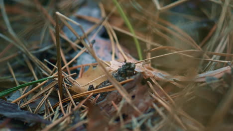 Pequeñas-Hormigas-Buscando-Comida-En-Las-Hojas-De-Otoño-Del-Bosque-Salvaje-Del-Suelo-Cercano.