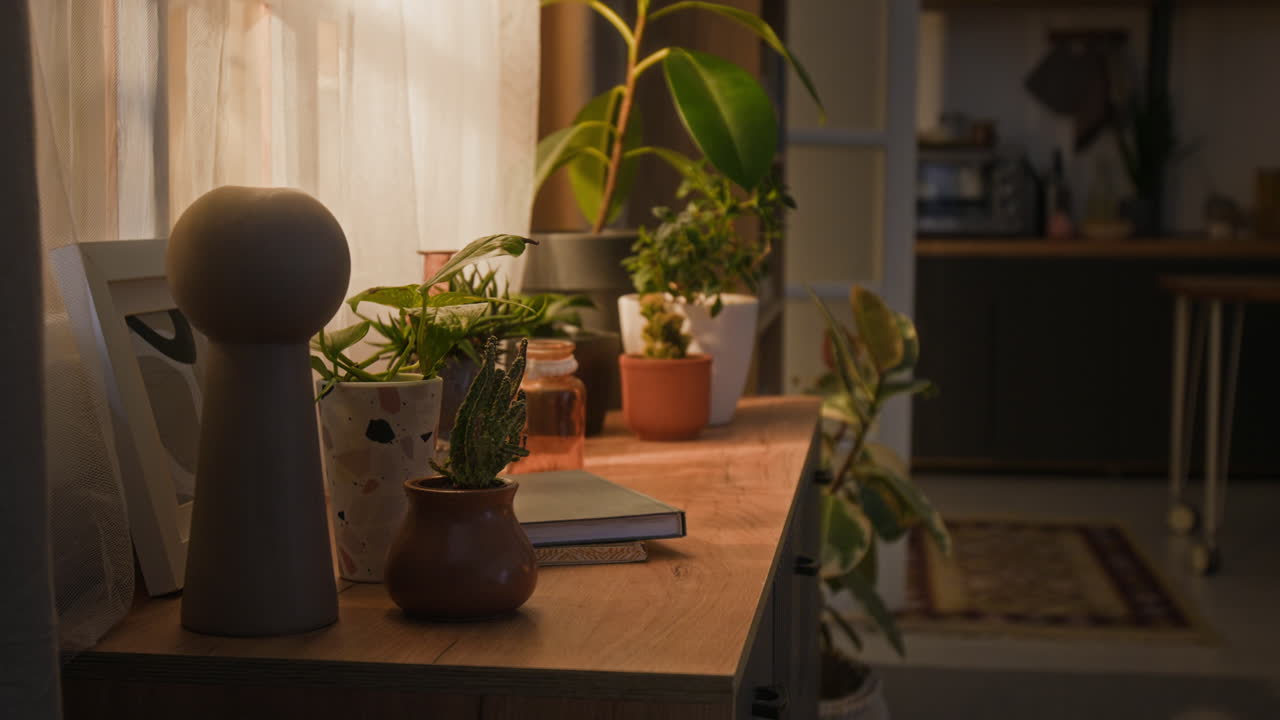 Indoor plants on a cabinet