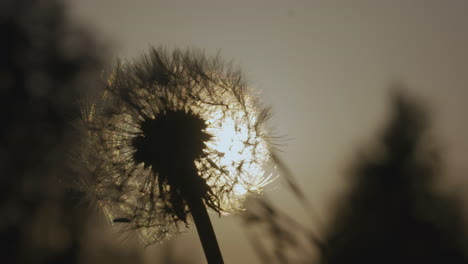 dandelion silhouette at sunset