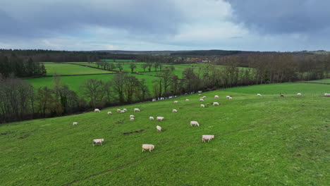 Herd-of-white-cows-eating-grass-France-aerial