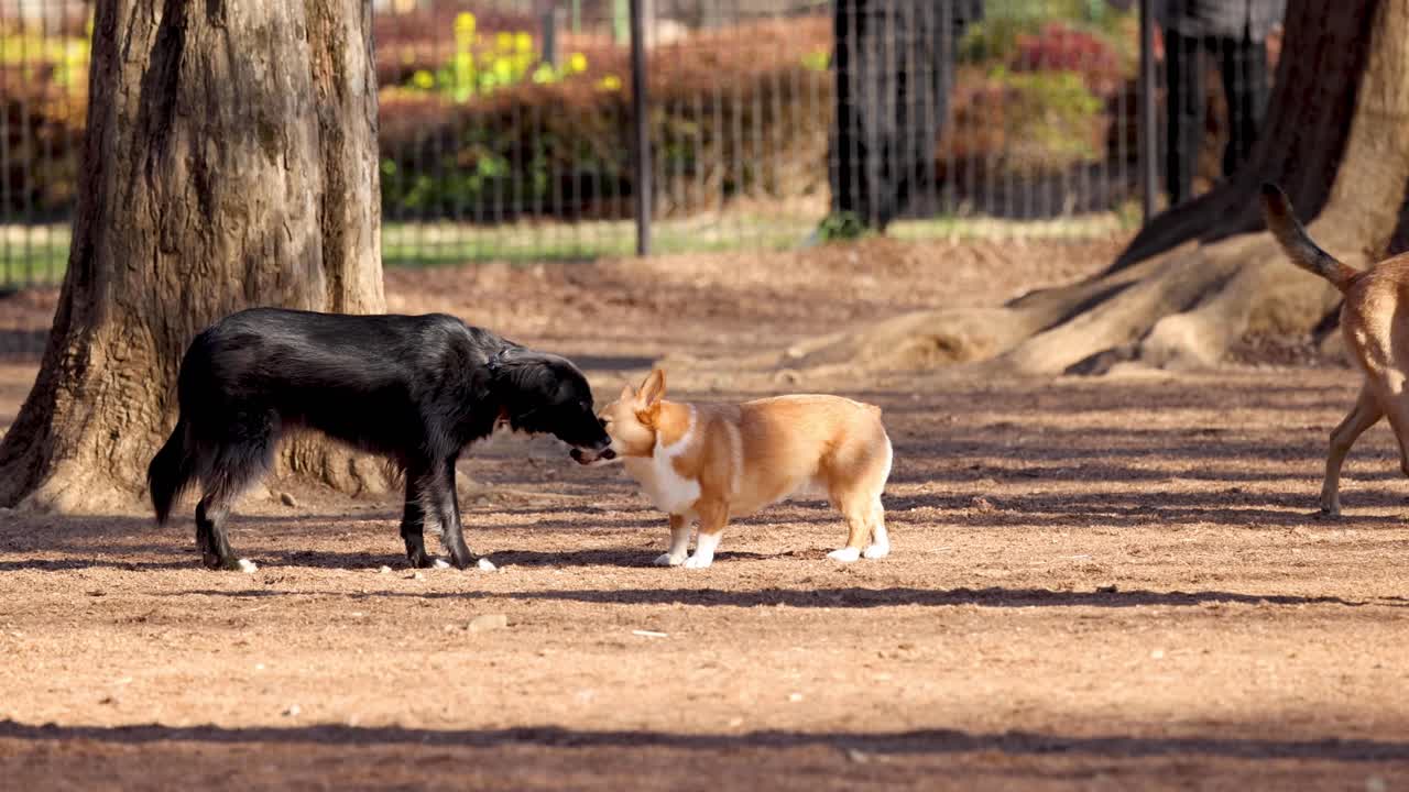 두 마리의 개가 공원에서 만나서 놀고 있다.