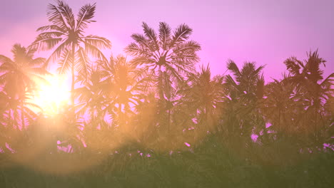 Panoramic-view-of-tropical-landscape-with-palm-trees-and-sunset-14