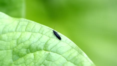 Slow-motion-of-a-black-rolled-winged-stonefly-surveying-its-surroundings-from-edge-of-a-gently-swaying-green-leaf