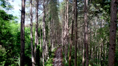 Hoch-über-Einen-Waldweg-Gleiten,-Hohe-Bäume-Auf-Beiden-Seiten-Der-Straße