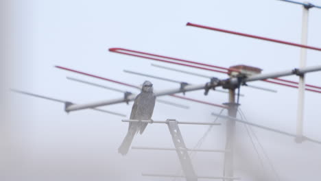 view of perching brown-eared bulbul on an antenna in tokyo, japan