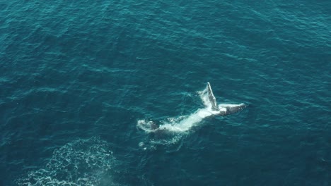 aerial vertical footage of a humpback whale swimming in calm blue ocean water, playing and splashing around blowing water fountains off sydney northern beaches coastline during migration