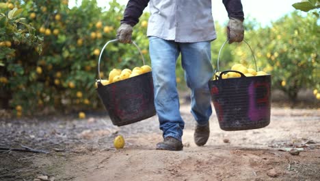 Picking-lemons-from-citrus-trees-and-farm-workers-throwing-them-from-carry-cot-into-boxes,-selecting-the-best-ones-by-hands