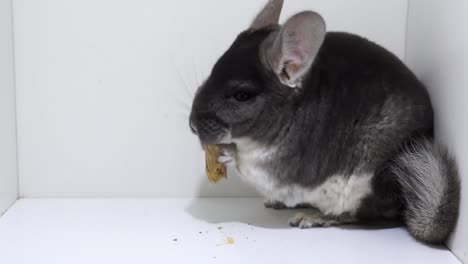 retrato de primer plano de una chinchilla esponjosa de terciopelo negro alimentándose en el fondo blanco