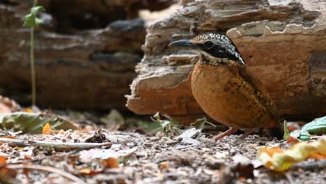 pitta de orejas, hydrornis phayrei