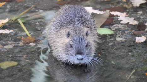 close up shot of wild nutria cooling in clear water of river during sunny day in autumn