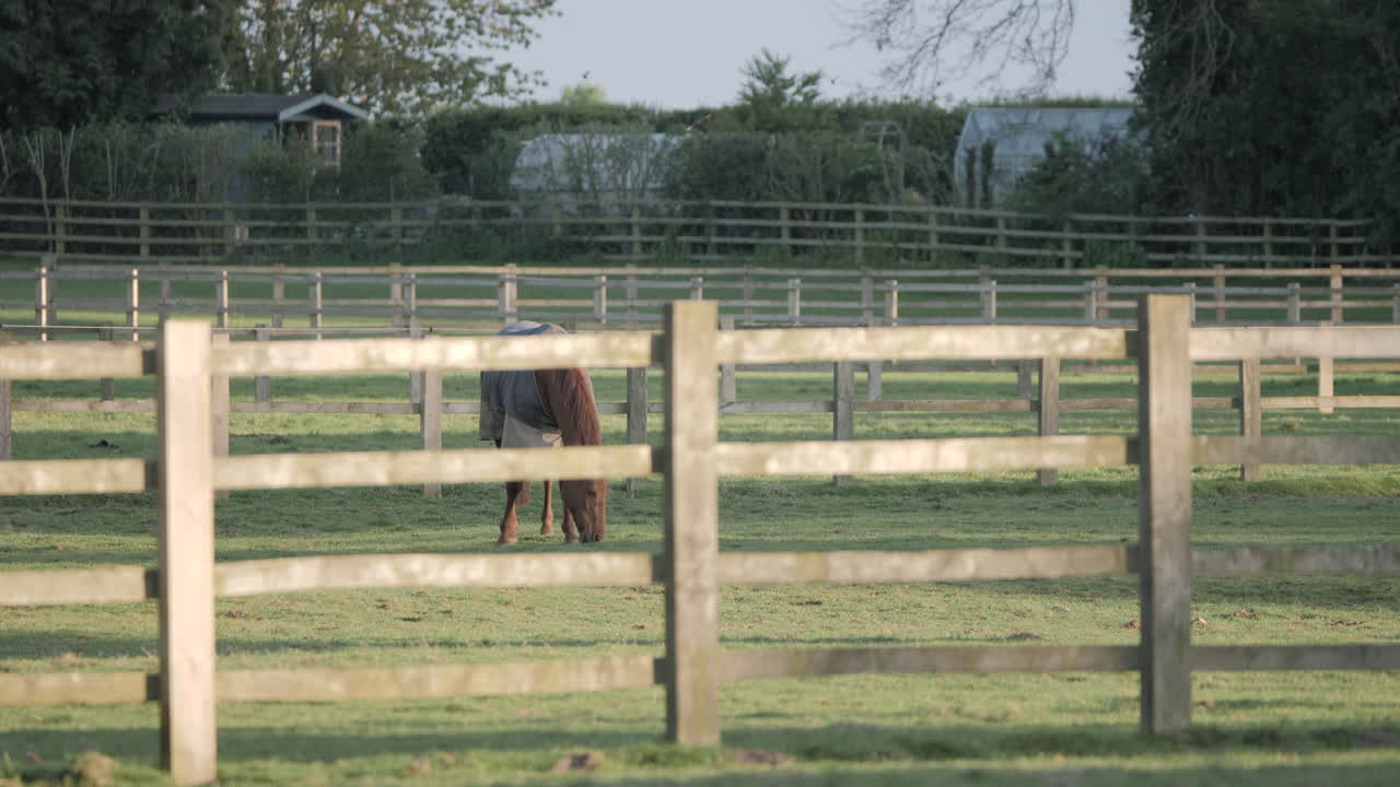 caballos pastando en el campo con pájaros volando asustados