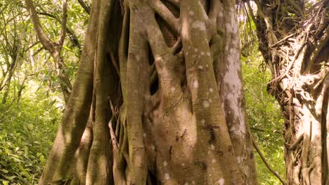 rising view of twisted vine woodland tree vegetation wilderness in panama