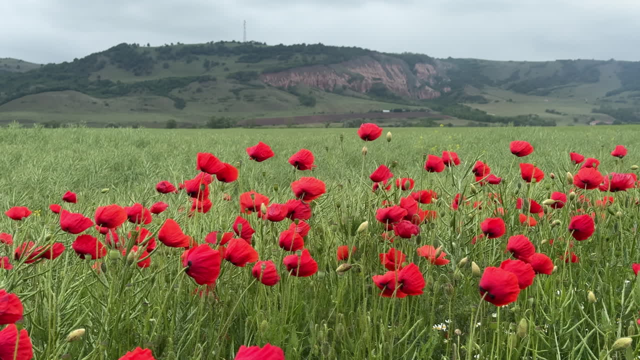 Red poppies field moving in the wind with Rapa Rosie mountain in the background