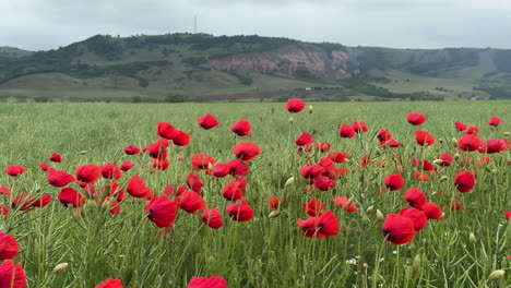 red poppies field moving in the wind with rapa rosie mountain in the background