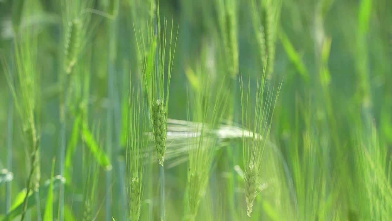 Wheat cultivated in the hilly areas.