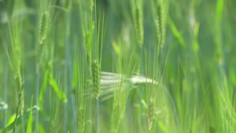 wheat cultivated in the hilly areas.