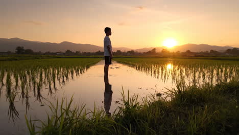 boy standing in a golden sunset rice paddy field
