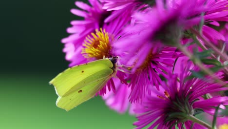 brimstone , butterfly in the family pieridae