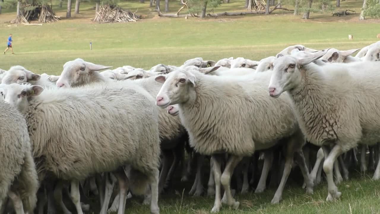 un gran grupo de ovejas siendo pastoreadas por un perro border collie entrenado