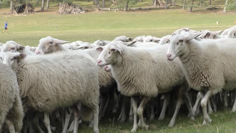 large group of sheep being herded by trained border collie dog