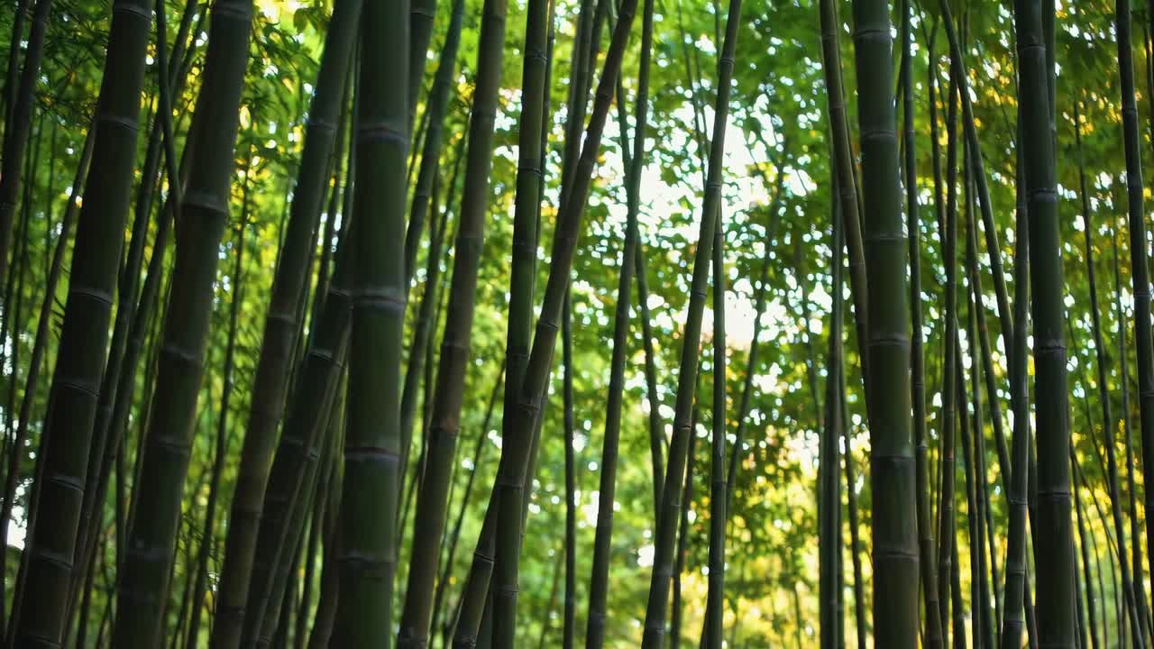 A serene video capturing the tranquility of a bamboo forest, emphasizing the lush greenery