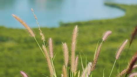 pink flowers and lush green grassy landscape