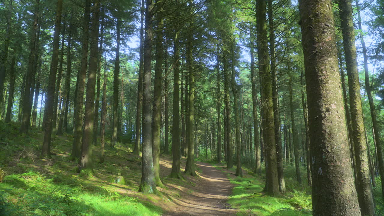 Sentiero solitario in pineta con la luce del sole che filtra in un giorno d'estate