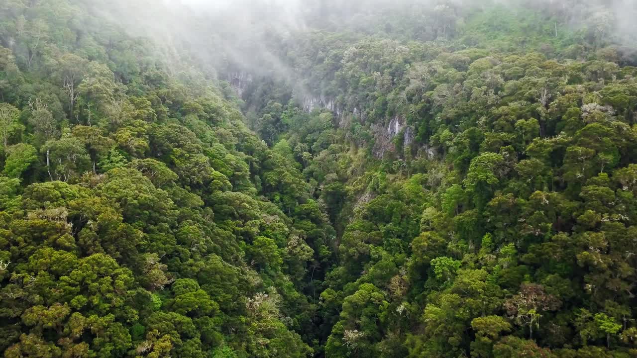 bosque lluvioso neblinoso paisaje montañoso de la selva en panamá, aéreo
