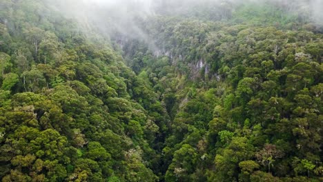 foggy rainforest jungle mountain landscape in panama, aerial