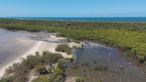 aerial view of mangroves, river, and ocean