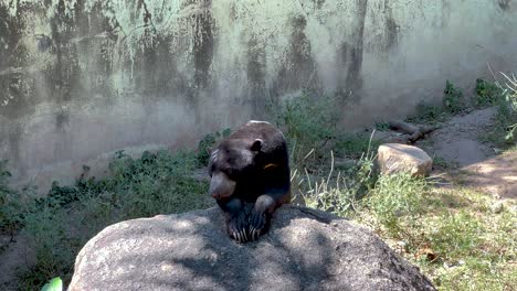 sun bear on rock in zoo enclosure