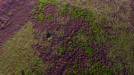 Aerial view of heather moorland with patches of green
