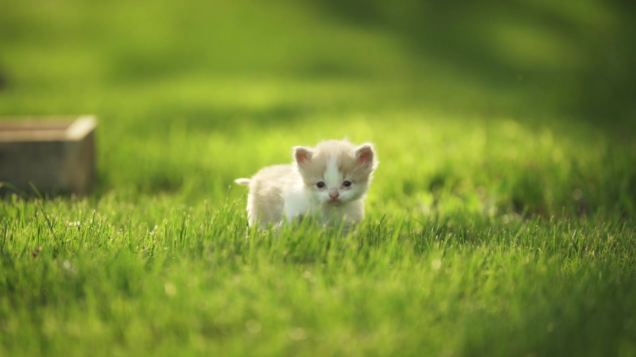 Little baby kitten on the lawn at sunset exploring