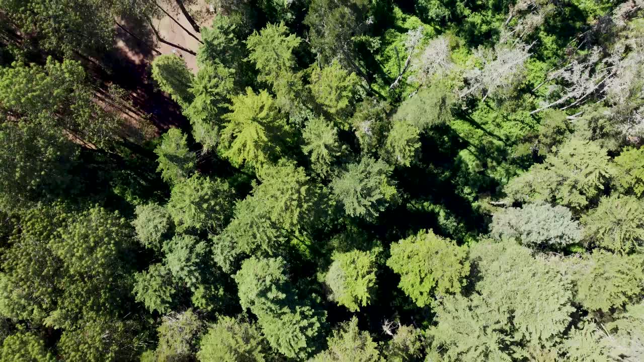 Crown Trees In A Natural Park Free Stock Video Footage Download Clips ...