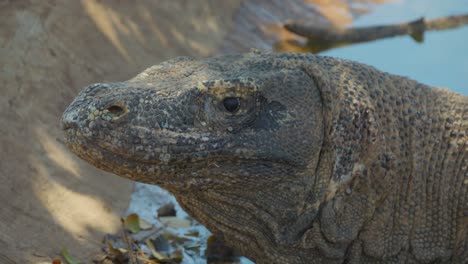 Komodowaran-Blickt-In-Die-Kamera.-Nahaufnahme,-Statische-Aufnahme