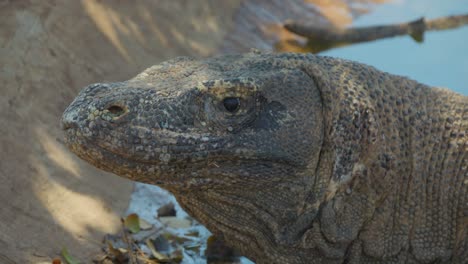 el dragón de komodo mira a la cámara. imagen estática de primer plano
