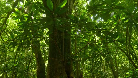 primary and secondary growth in rainforest