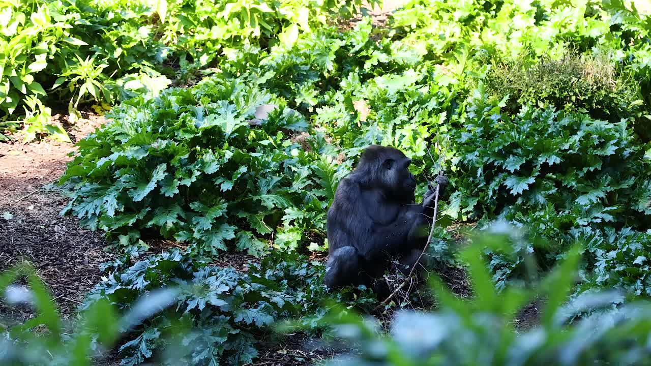 Gorilla con fogliame in un recinto dello zoo