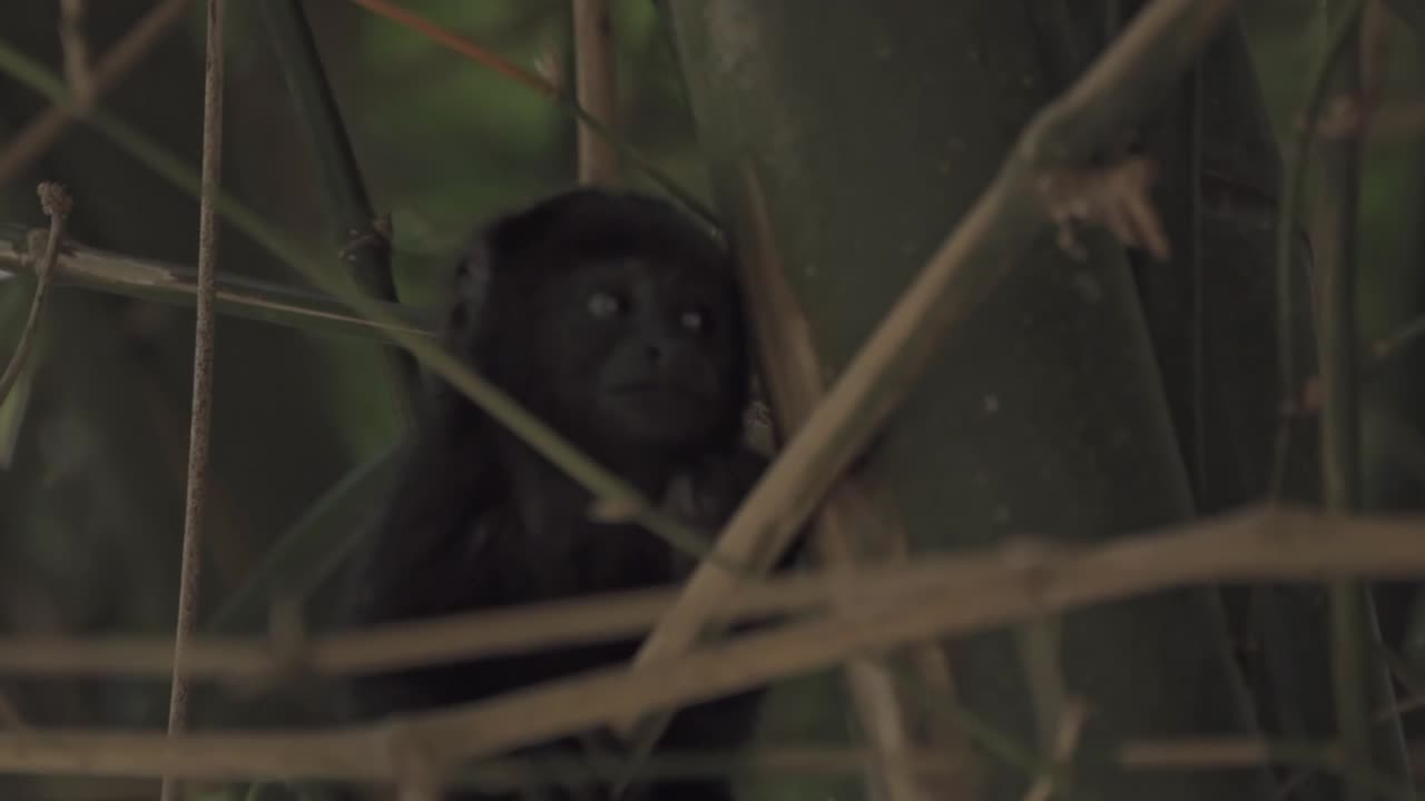 Baby black howler monkey (Alouatta pigra) mastering its first climb high in the trees near Palenque, a symbol of the region's lush rainforests, ancient Mayan ruins, and vibrant, untamed nature