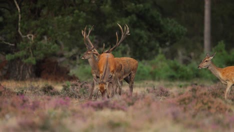 heard of red deer, large stag, baby deer, grazing, forest meadow, cinematic slow motion, establishing shot