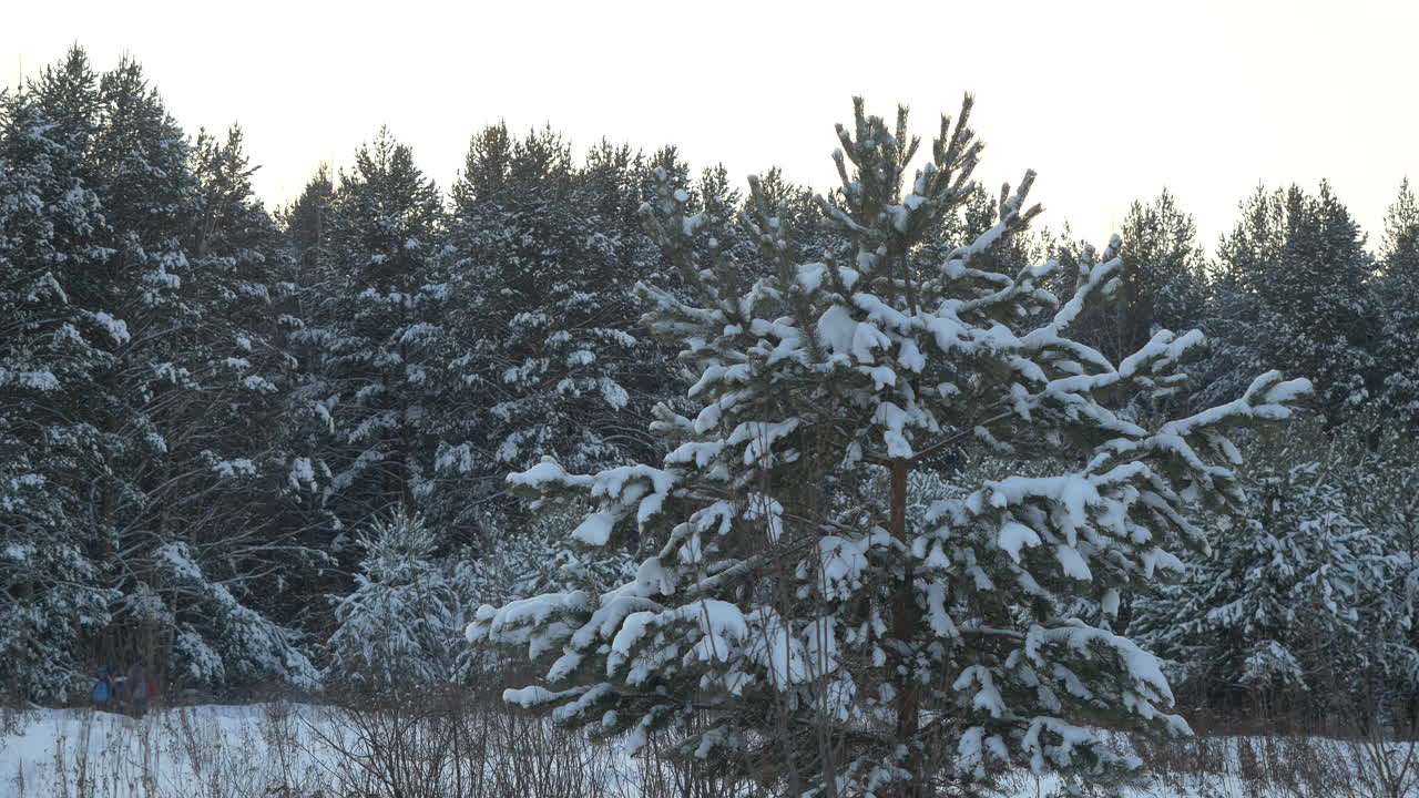 снежный сосновый лес