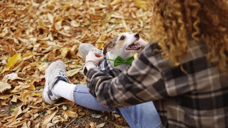 Junges-Mädchen-Legt-Im-Herbstpark-Eine-Fliege-Auf-Den-Jack-Russell-Terrier-Welpen.-Er-Trägt-Stilvolle-Kleidung