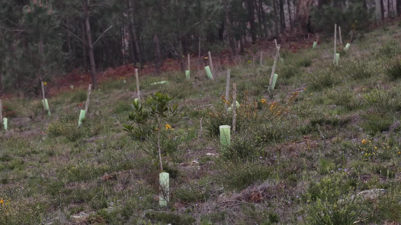 Drone luftfoto af træplantage på bjergskråning.