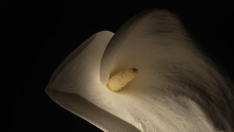 close-up of a white calla lily